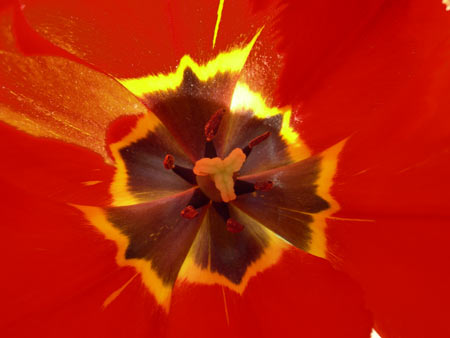 Macro