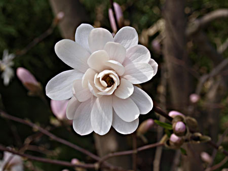 Macro