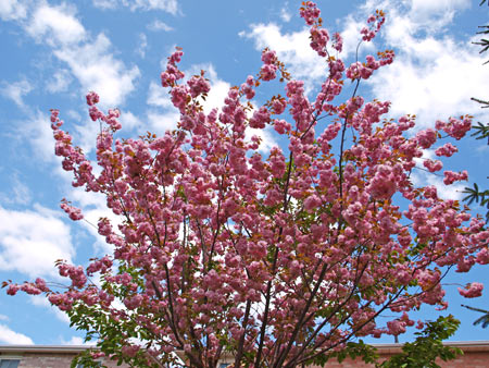 Japanese Cherry Blossoms