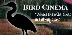 Featured Site: Bird Cinema
