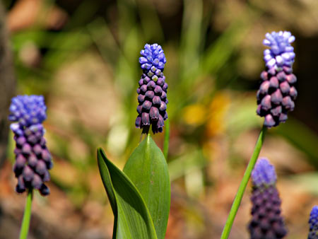 Flower Bokeh Meaning